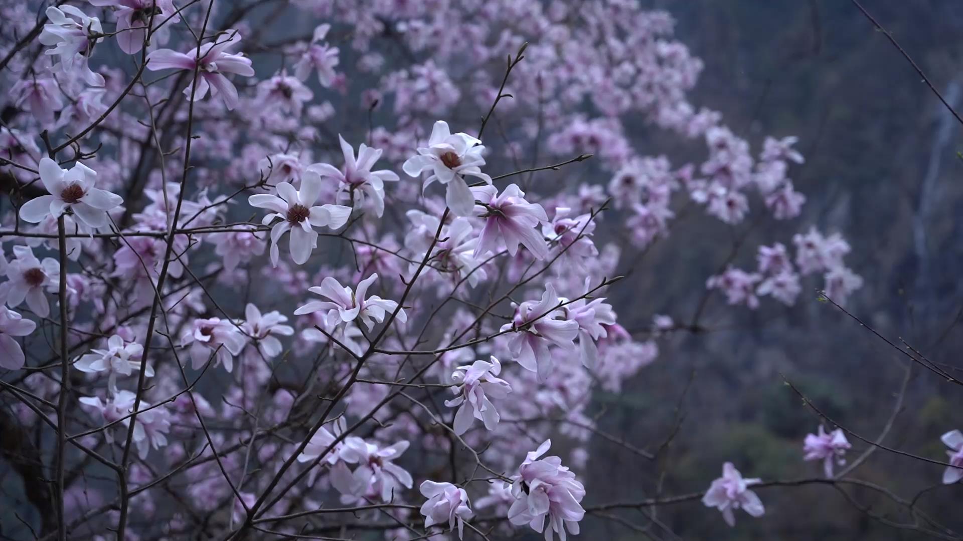 圣洁甘孜