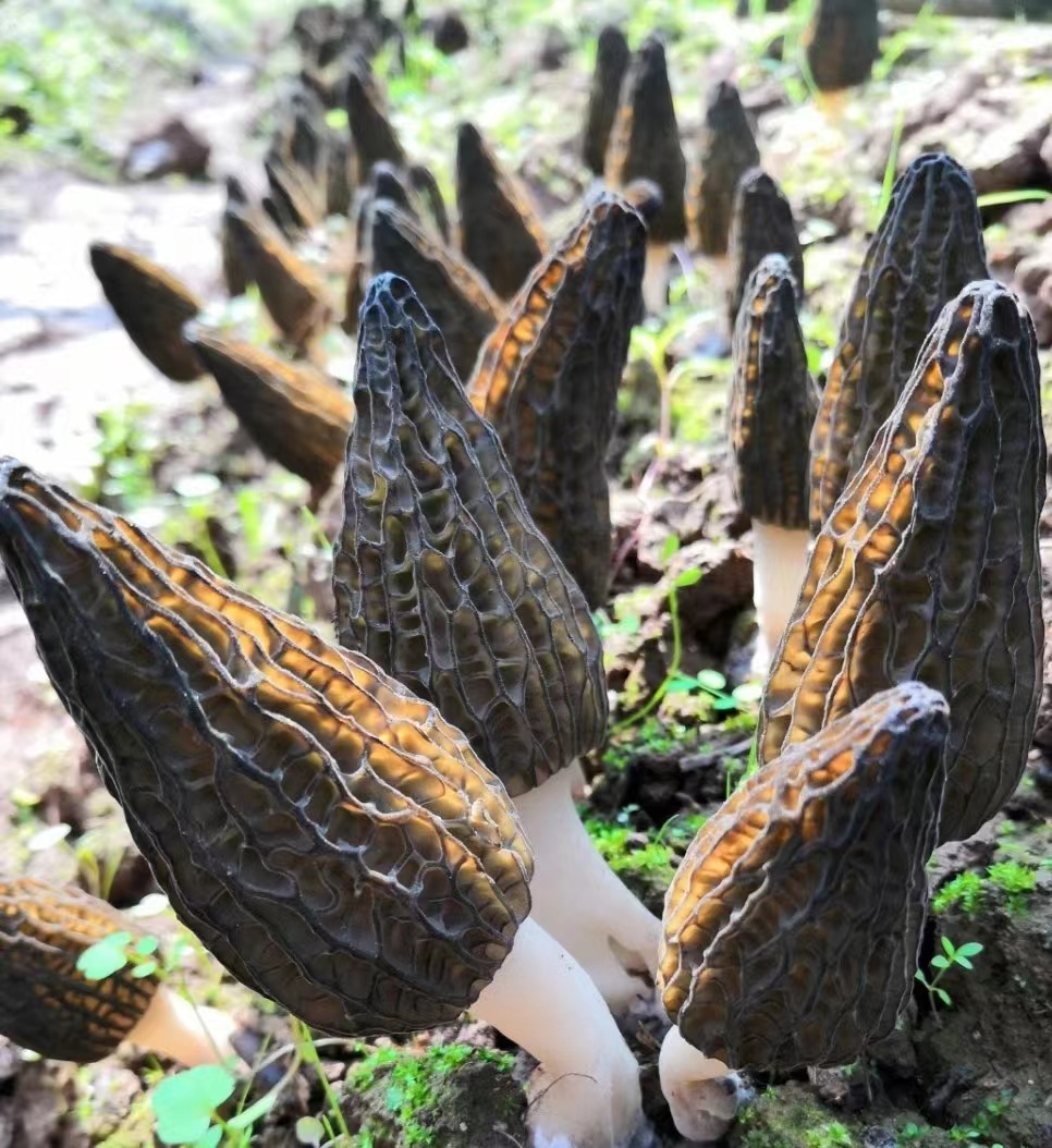 effc9373-353a-4460-a3eb-5c946739005a