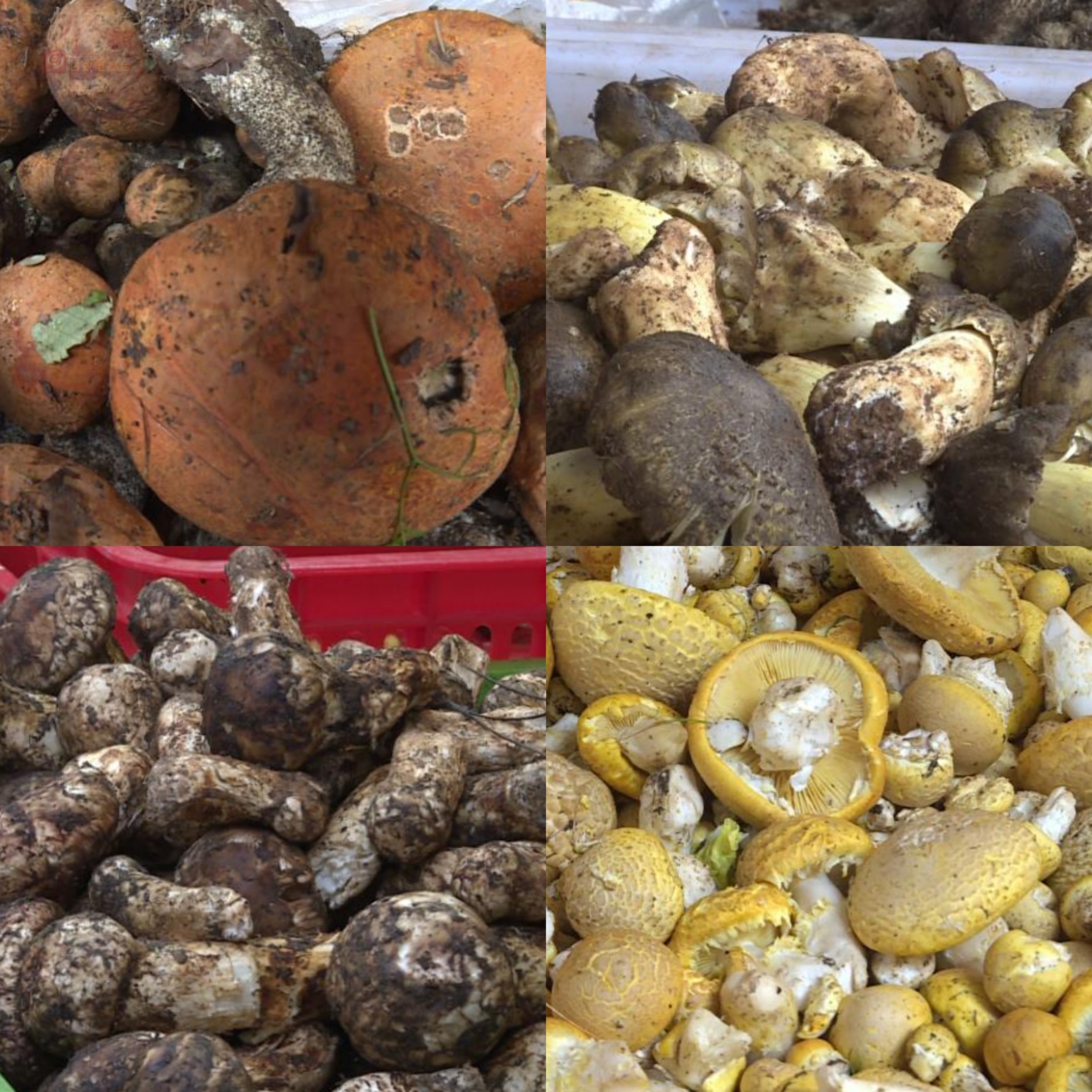 吃货们看过来大量野生菌等你来尝鲜咯今年价格美丽但要注意舌尖安全